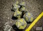 Polyhedral 7-Dice Set CHX25328 - Speckled Urban Camo